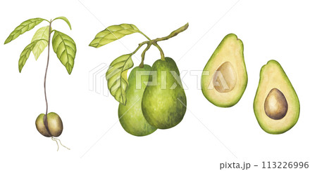 Avocado banner set sprout, whole fruits on a branch, cut halves. Green leaves. Vegetable painting. Vegan food menu recipes cookbooks. Hand drawn watercolor illustration isolated on white background. 113226996