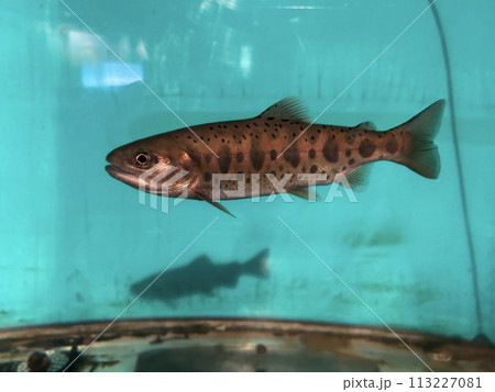 北海道釧路市の釧路市湿原展望台の中の水槽を泳ぐ魚、ニジマスです。 113227081