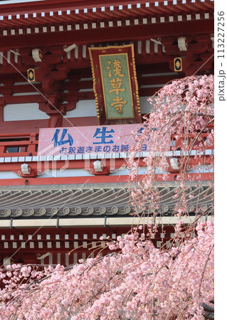 浅草寺宝蔵門　枝垂れ桜と浅草寺 113227256