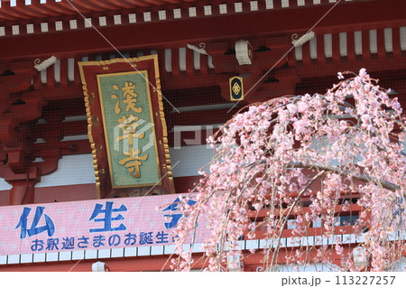 浅草寺宝蔵門　枝垂れ桜と浅草寺 113227257