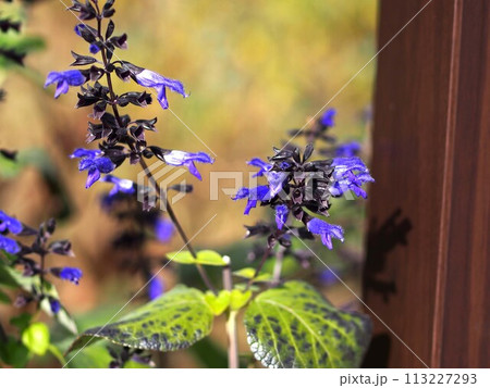 ガラニティカセージの花 113227293