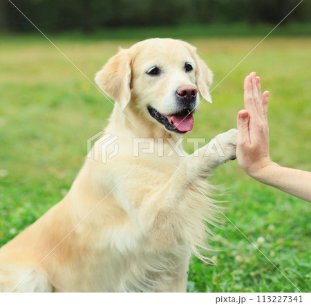 Golden Retriever dog giving paw to hand high five owner woman on the grass training in park Golden Retriever dog giving paw to hand high five owner woman on the grass training in park 113227341