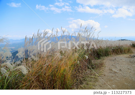 ススキ花穂 113227373