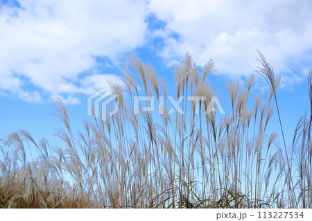 ススキ花穂 ススキ花穂 113227534