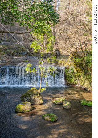 京都洛北の清流貴船川　岩から生える杉 113227611