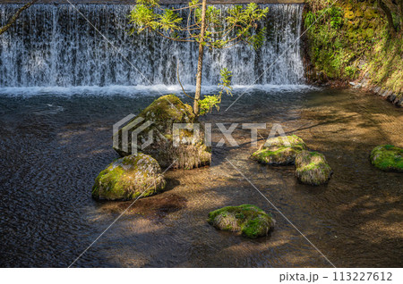京都洛北の清流貴船川　岩から生える杉　 113227612
