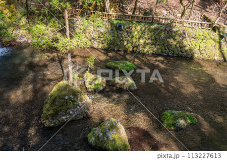 京都洛北の清流貴船川 岩から生える杉 京都洛北の清流貴船川 岩から生える杉 113227613