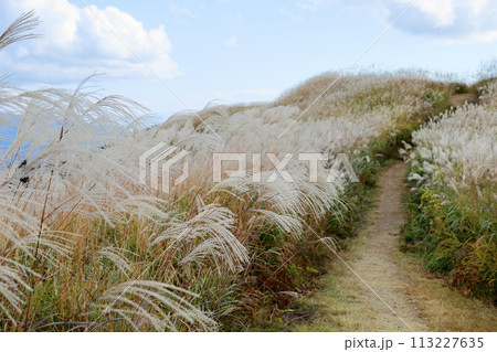 一面のススキ花穂 113227635