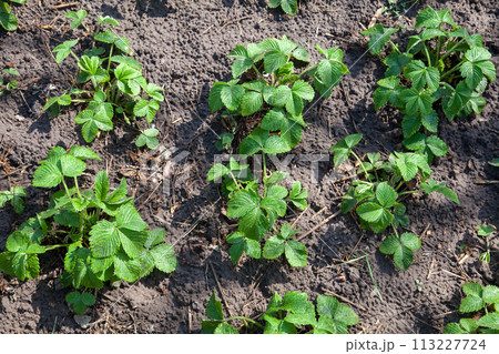 Young leaves of strawberry bush in the garden at spring time.. Young leaves of strawberry bush in the garden at spring time.. 113227724
