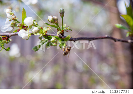 Honeybee on white flower of cherry tree collecting pollen and nectar to make sweet honey with medicinal benefits.. 113227725