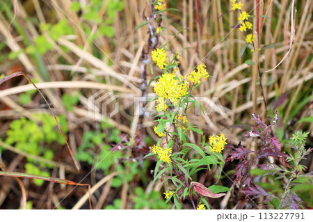アキノキリンソウの花 アキノキリンソウの花 113227791