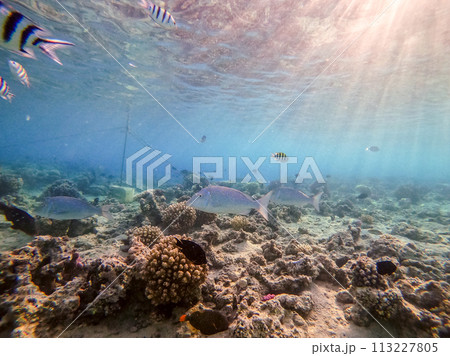Spangled Emperor fish (Lethrinus Nebulosus) on his coral reef in the Red Sea, Egypt.. Spangled Emperor fish (Lethrinus Nebulosus) on his coral reef in the Red Sea, Egypt.. 113227805