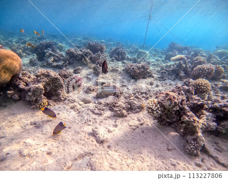 Klunzinger's wrasse (Thalassoma rueppellii) at coral reef of the Red Sea.. Klunzinger's wrasse (Thalassoma rueppellii) at coral reef of the Red Sea.. 113227806