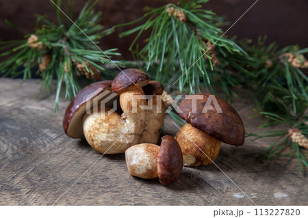 A lot of Imleria Badia or Boletus badius mushrooms commonly known as the bay bolete on vintage wooden background.. A lot of Imleria Badia or Boletus badius mushrooms commonly known as the bay bolete on vintage wooden background.. 113227820