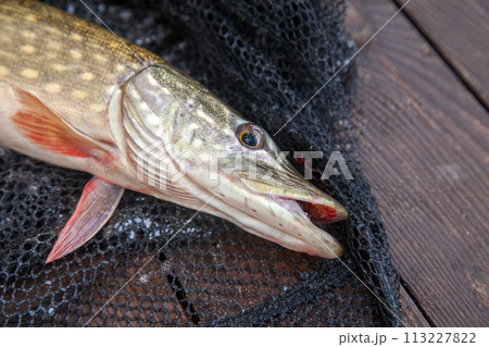 Freshwater pike and fishing equipment lies on vintage wooden background. Composition on wooden background with yellow leaves.. 113227822
