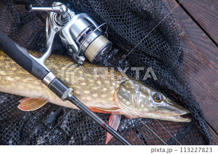 Freshwater pike and fishing equipment lies on landing net. Composition on wooden background with yellow leaves.. 113227823