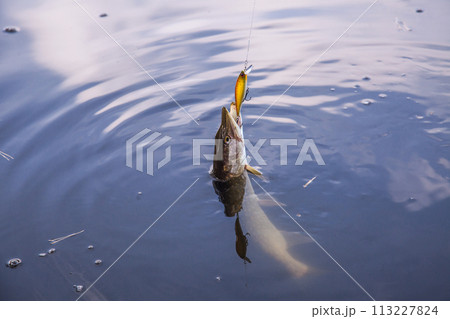 Freshwater pike fish. Just caught freshwater fish Northern pike in pound water. . 113227824