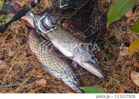 Freshwater pike fish. Big freshwater pike fish lies on keep net with fishery catch in it and fishing rod with reel.. 113227826