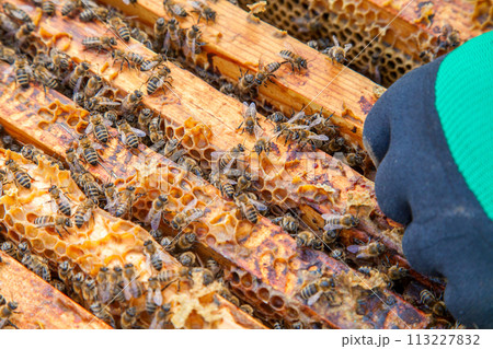 Open hive showing the bees swarming on a honeycomb.. 113227832
