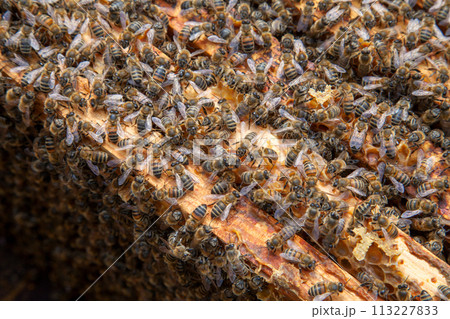 Open hive showing the bees swarming on a honeycomb.. 113227833