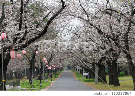 辰巳の森緑道公園の桜並木（東京都江東区） 113227864