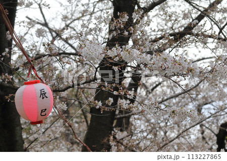 辰巳の森緑道公園の桜並木（東京都江東区） 113227865