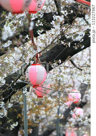 辰巳の森緑道公園の桜並木（東京都江東区） 113227867