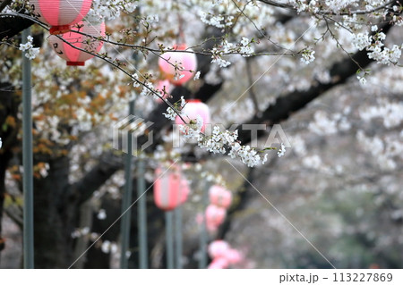 辰巳の森緑道公園の桜並木(東京都江東区) 辰巳の森緑道公園の桜並木(東京都江東区) 113227869