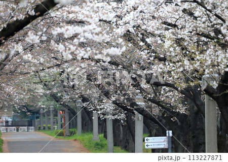 辰巳の森緑道公園の桜並木(東京都江東区) 辰巳の森緑道公園の桜並木(東京都江東区) 113227871