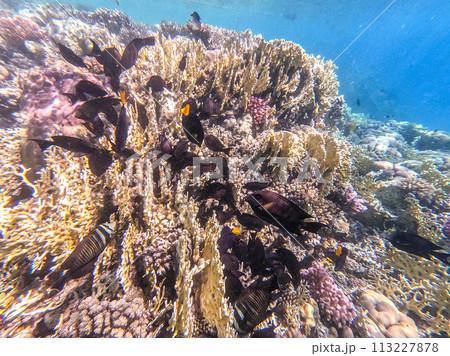 Red Sea sailfin tang or Desjardin's sailfin tang at coral reef.. 113227878