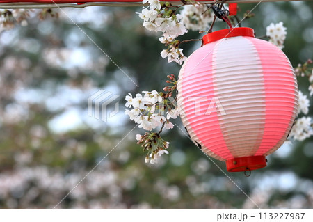 辰巳の森緑道公園の桜並木(東京都江東区) 辰巳の森緑道公園の桜並木(東京都江東区) 113227987