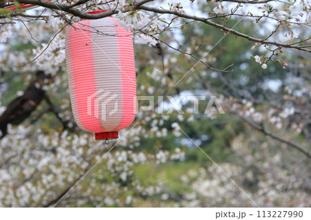 辰巳の森緑道公園の桜並木(東京都江東区) 辰巳の森緑道公園の桜並木(東京都江東区) 113227990