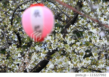 辰巳の森緑道公園の桜並木（東京都江東区） 113227992