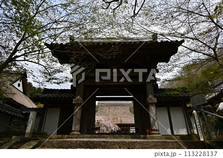 桜咲く春の景徳山安国寺 113228137