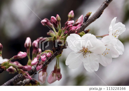 春3月咲き始めた淡紅色の桜の花 113228166