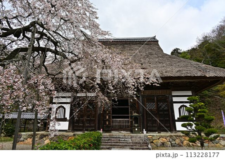 桜咲く春の景徳山安国寺 113228177