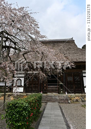 桜咲く春の景徳山安国寺 113228178