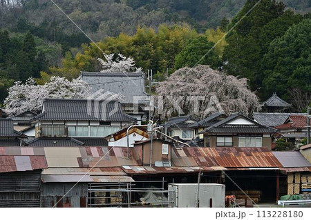 雲源寺のシダレザクラ 雲源寺のシダレザクラ 113228180
