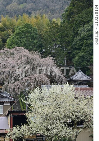 雲源寺のシダレザクラ 雲源寺のシダレザクラ 113228184