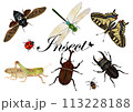 トノサマバッタほか昆虫 トノサマバッタほか昆虫 113228188