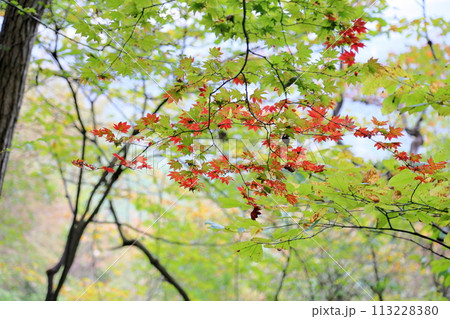 紅葉 鮮やかカエデの葉 紅葉 鮮やかカエデの葉 113228380