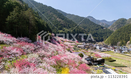 久喜の花桃 久喜の花桃 113228391