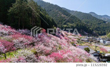 久喜の花桃 久喜の花桃 113228392