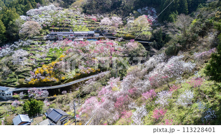 上久喜の花桃 113228401