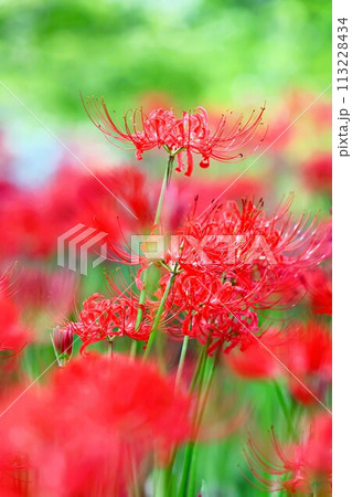 関東の花景色、巾着田のヒガンバナ群生地 113228434