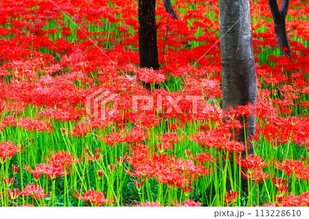 関東の花景色、巾着田のヒガンバナ群生地 113228610