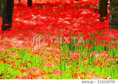 関東の花景色、巾着田のヒガンバナ群生地 関東の花景色、巾着田のヒガンバナ群生地 113228750