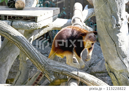 セスジキノボリカンガルー 113228822