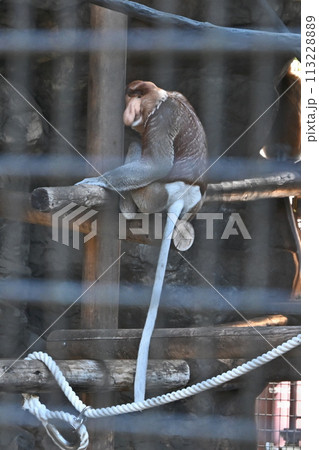 テングザル 113228889