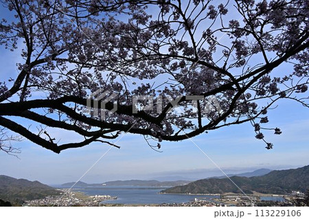 桜咲く春の天橋立 桜咲く春の天橋立 113229106